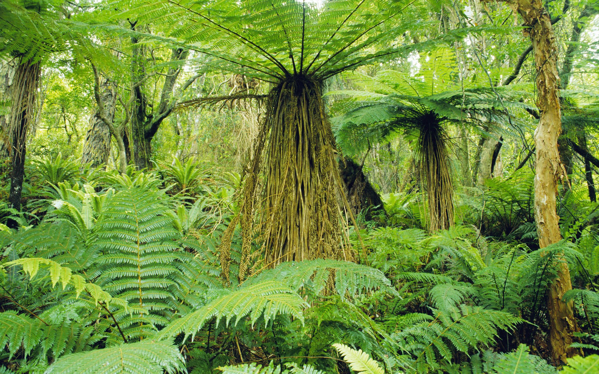 dense forest with tree ferns