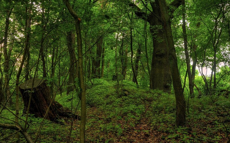 Dense Forest with Tree Stump
