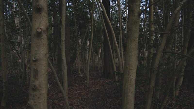 Dense Forest with Trees — Brown