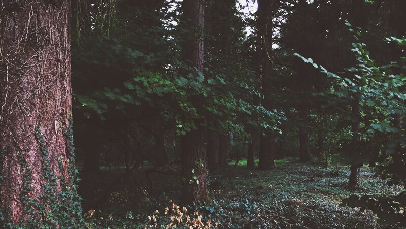 Dense Forest with Trees — Green, Dark