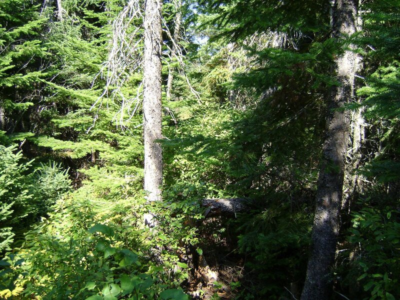 Dense Forest with Trees — Green, Natural