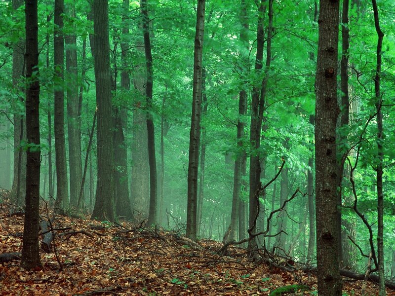 Dense Forest with Trees — Green, Serene, Morning