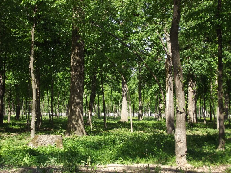 Dense Forest with Trees — Green, Serene