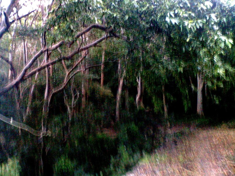 Dense Forest with Trees — Green