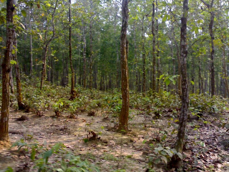 Dense Forest with Young Trees