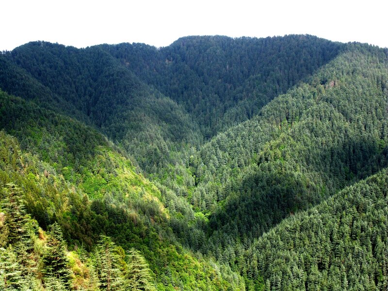 Dense Forested Mountains
