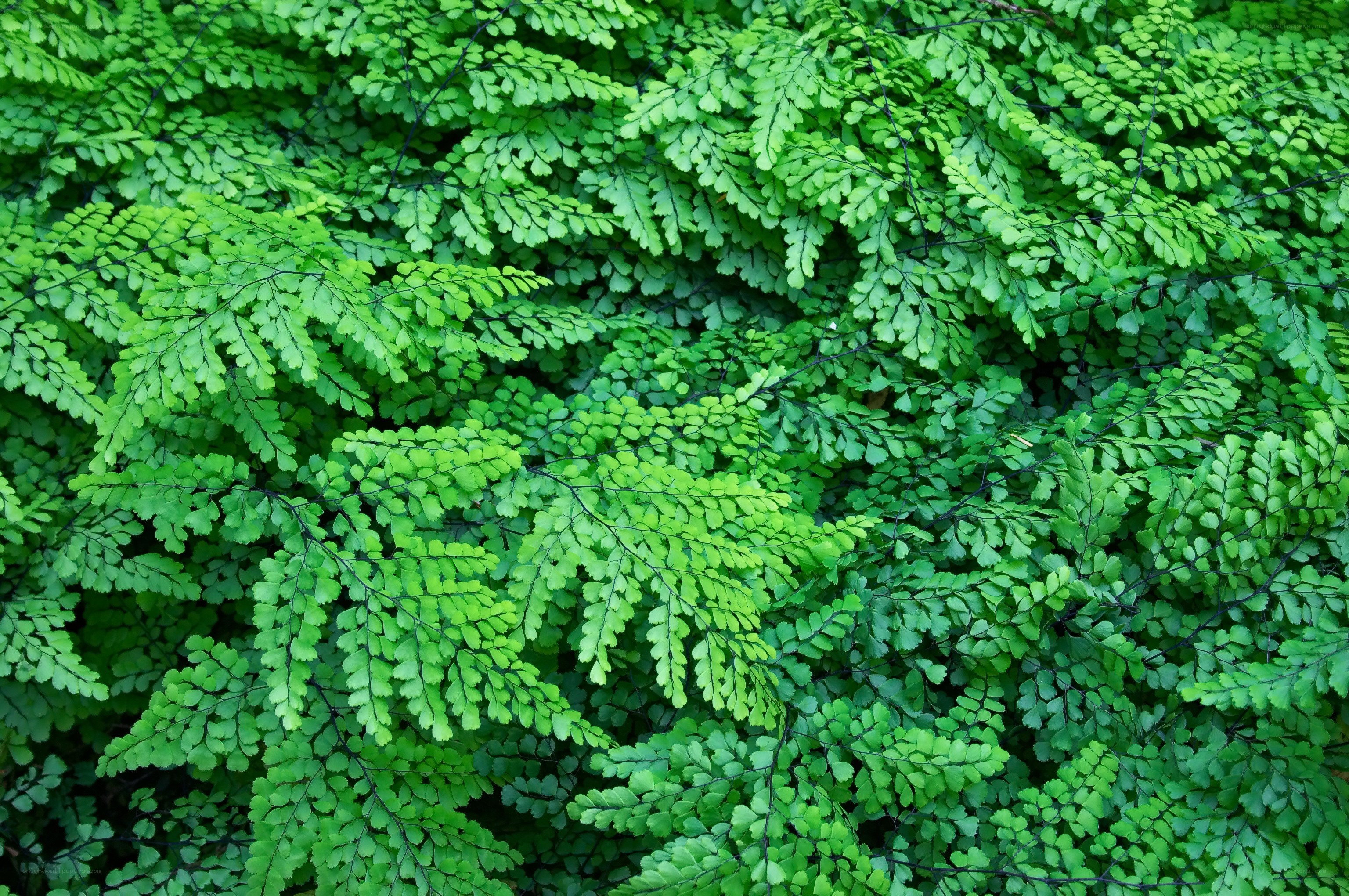 dense green fern foliage