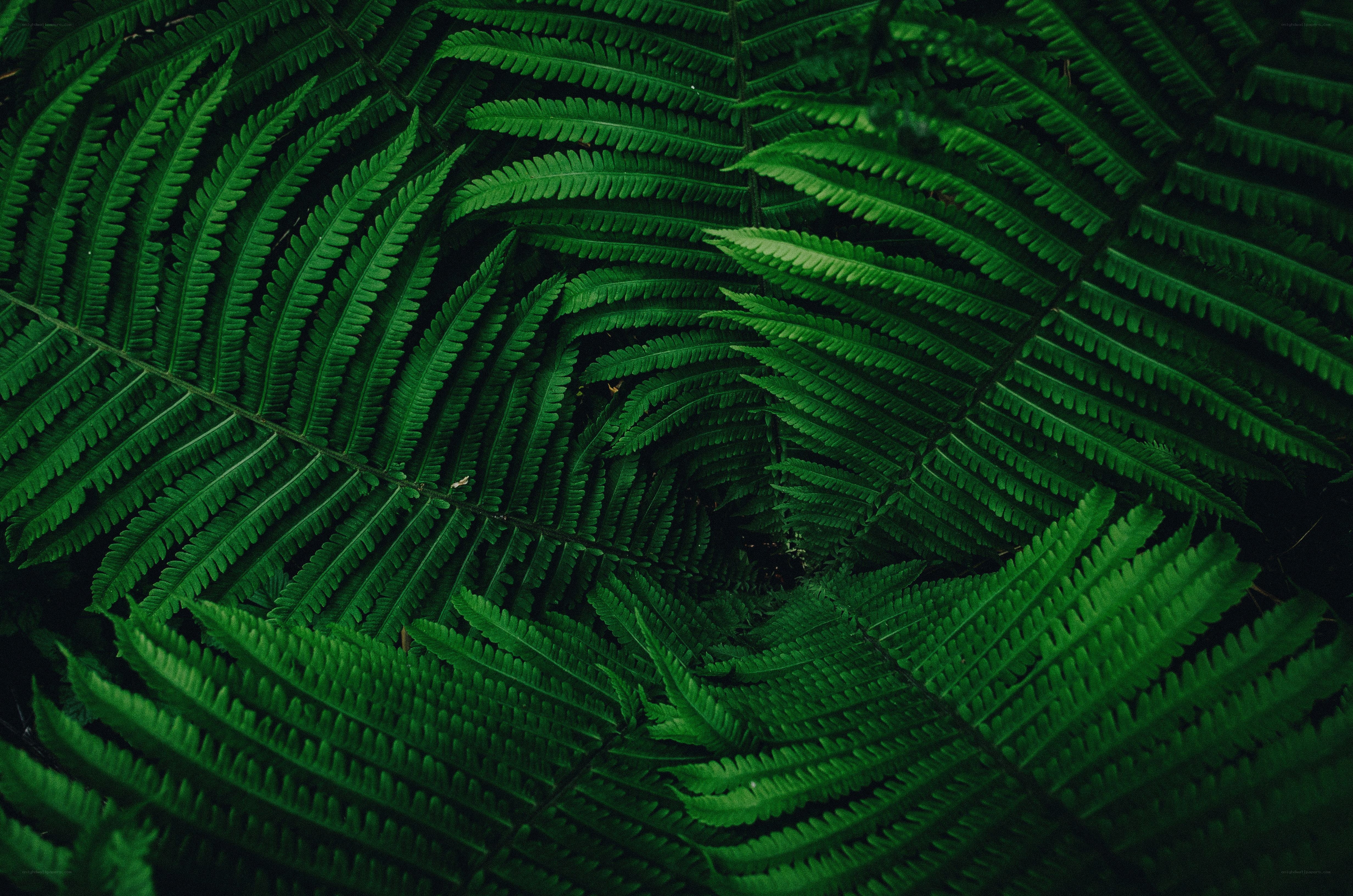 dense green fern leaves