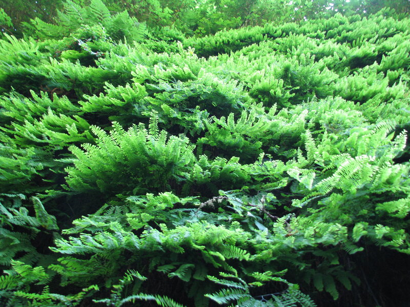 Dense Green Ferns