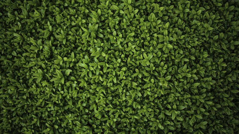 Dense Green Foliage — Calm, Photograph