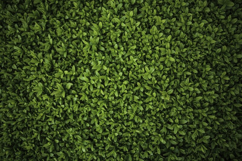 Dense Green Foliage — Calm