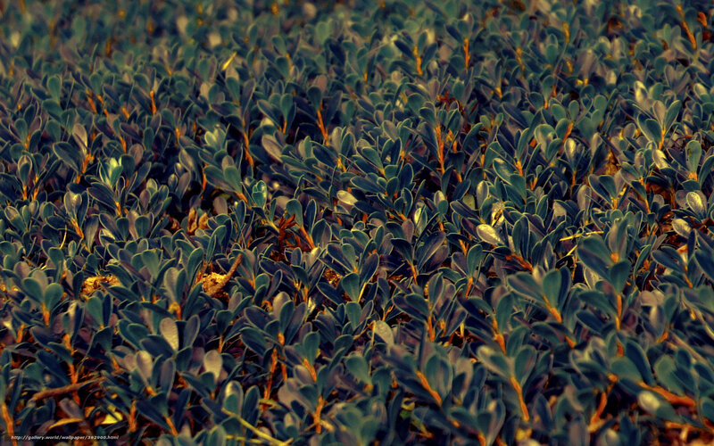 dense green foliage close-up
