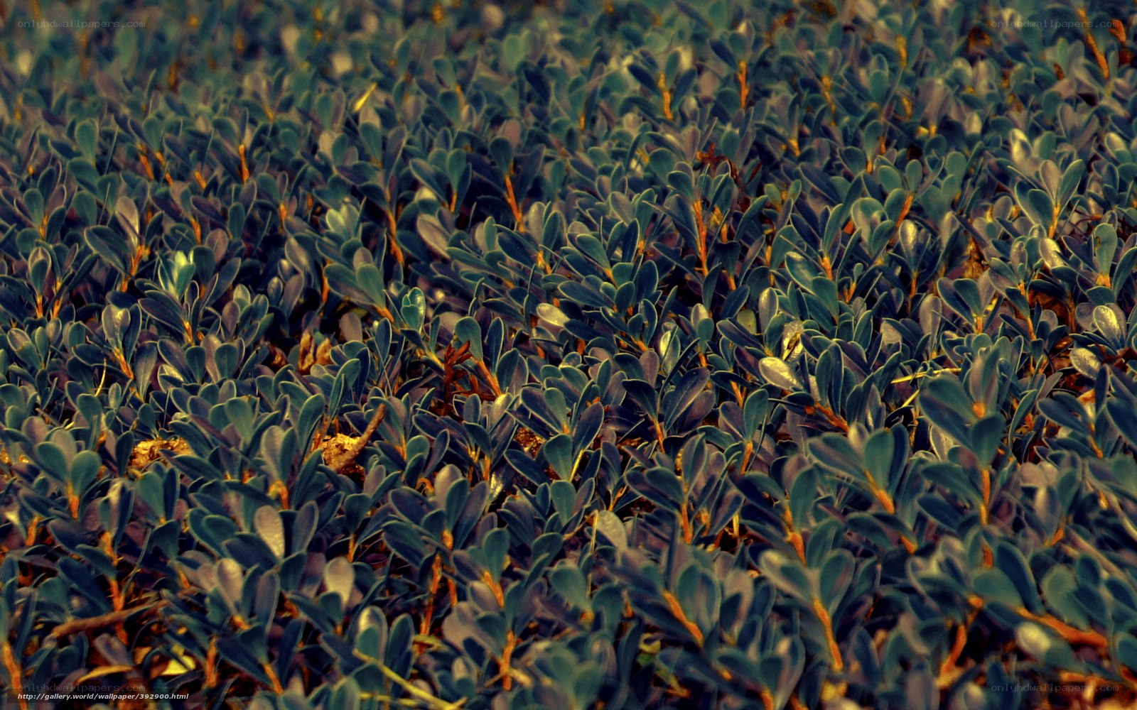 dense green foliage close-up