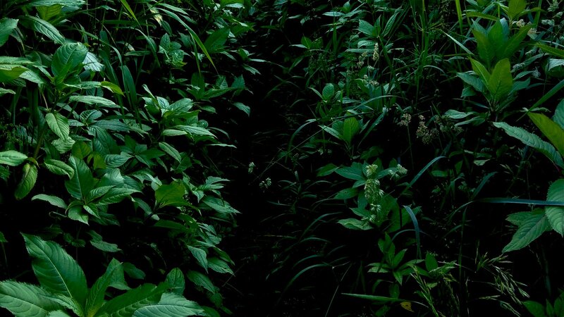Dense Green Foliage — Dark