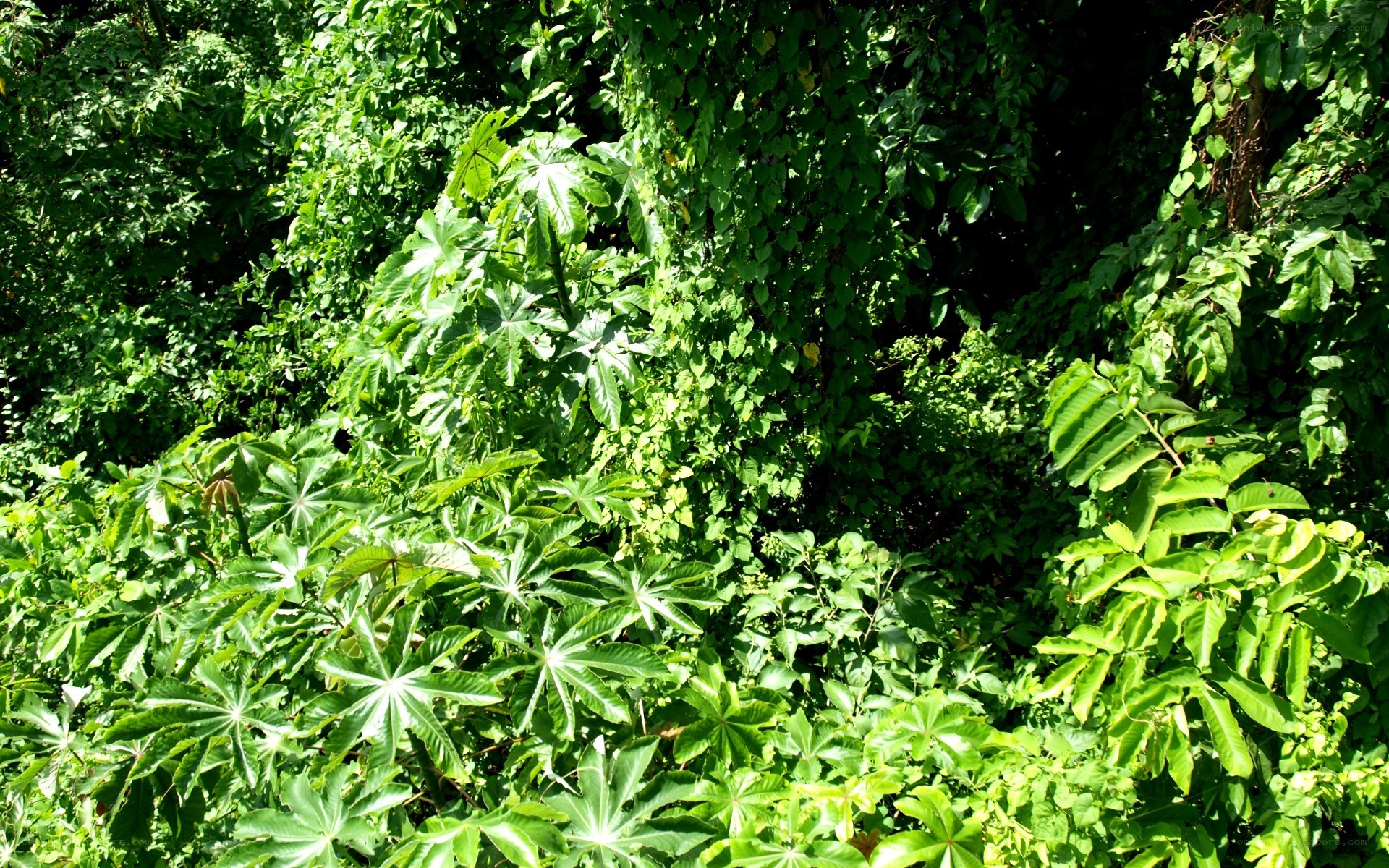 dense green foliage in forest