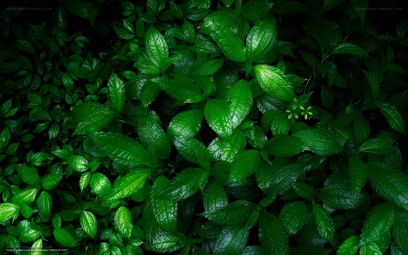 dense green foliage in forest