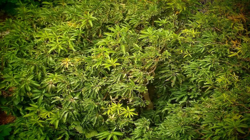 dense green foliage in garden