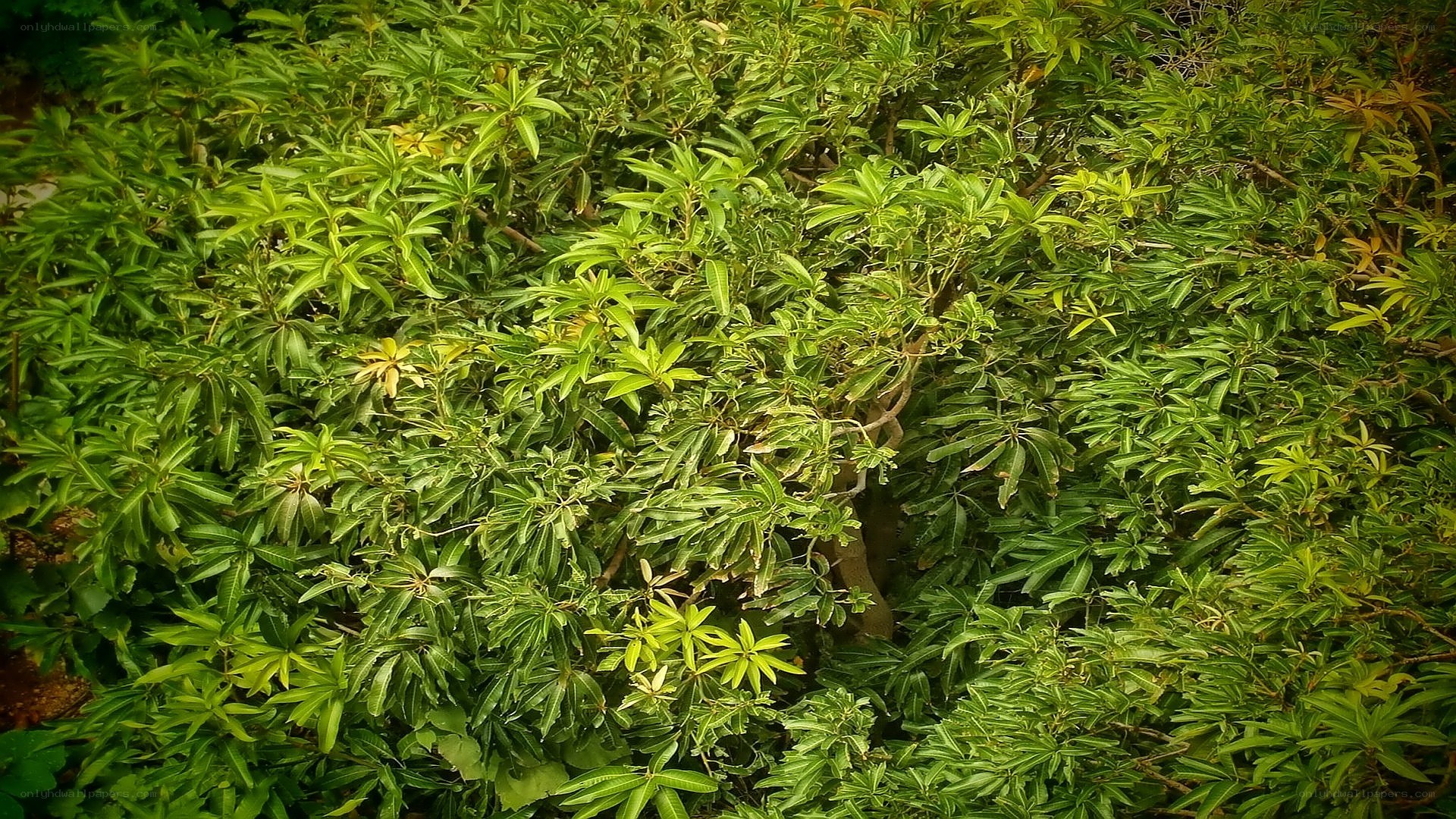 dense green foliage in garden