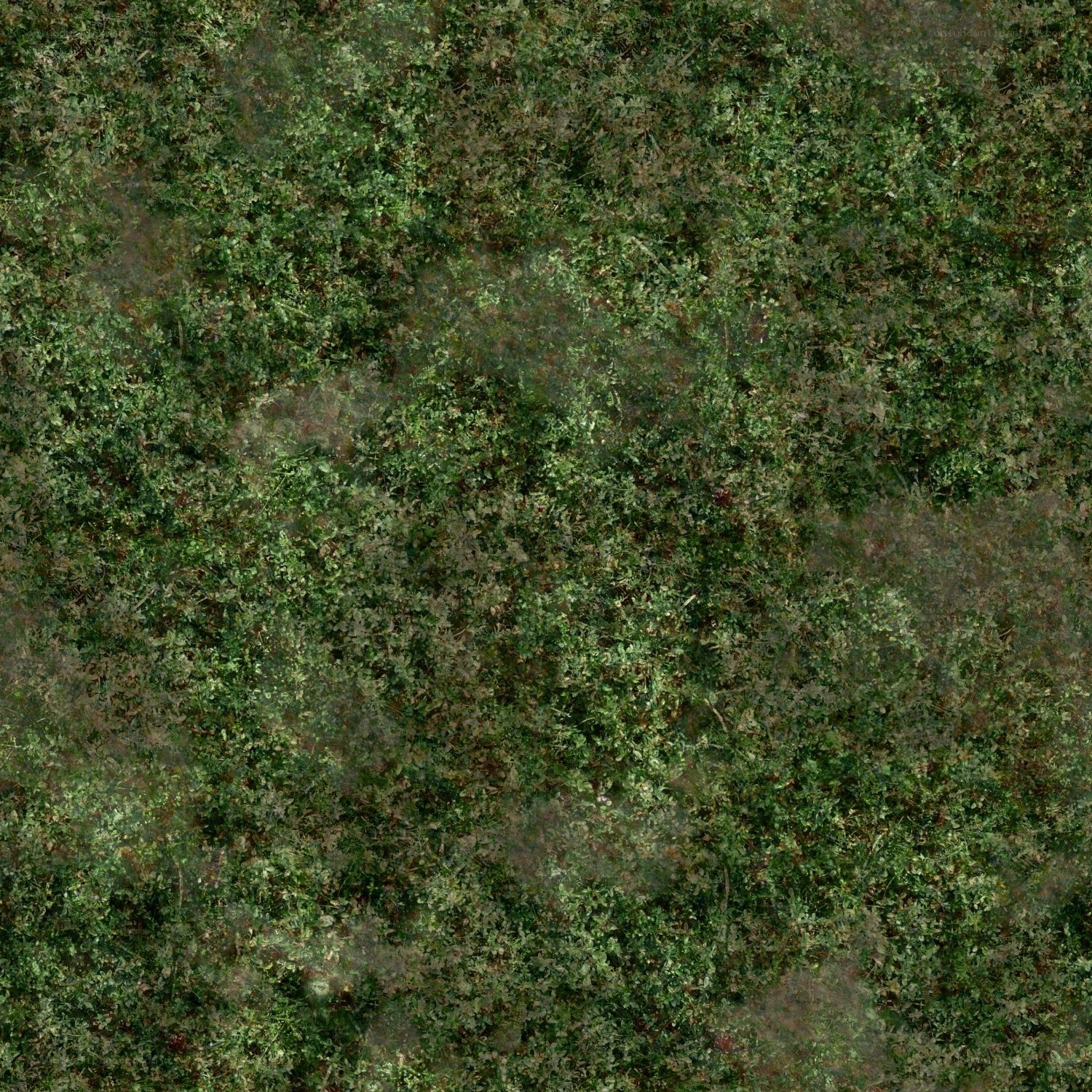 dense green foliage texture