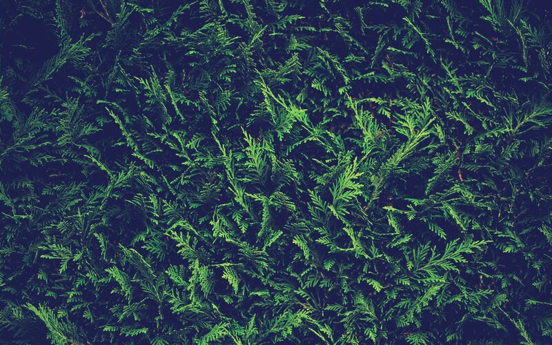 dense green foliage texture