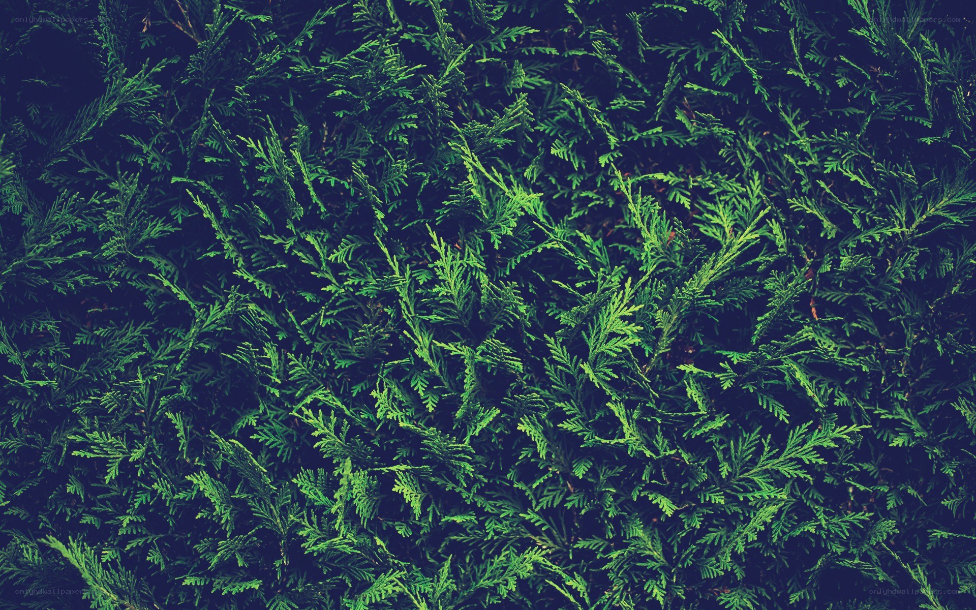 dense green foliage texture