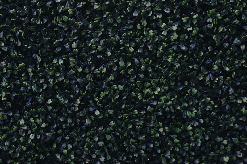 dense green foliage texture