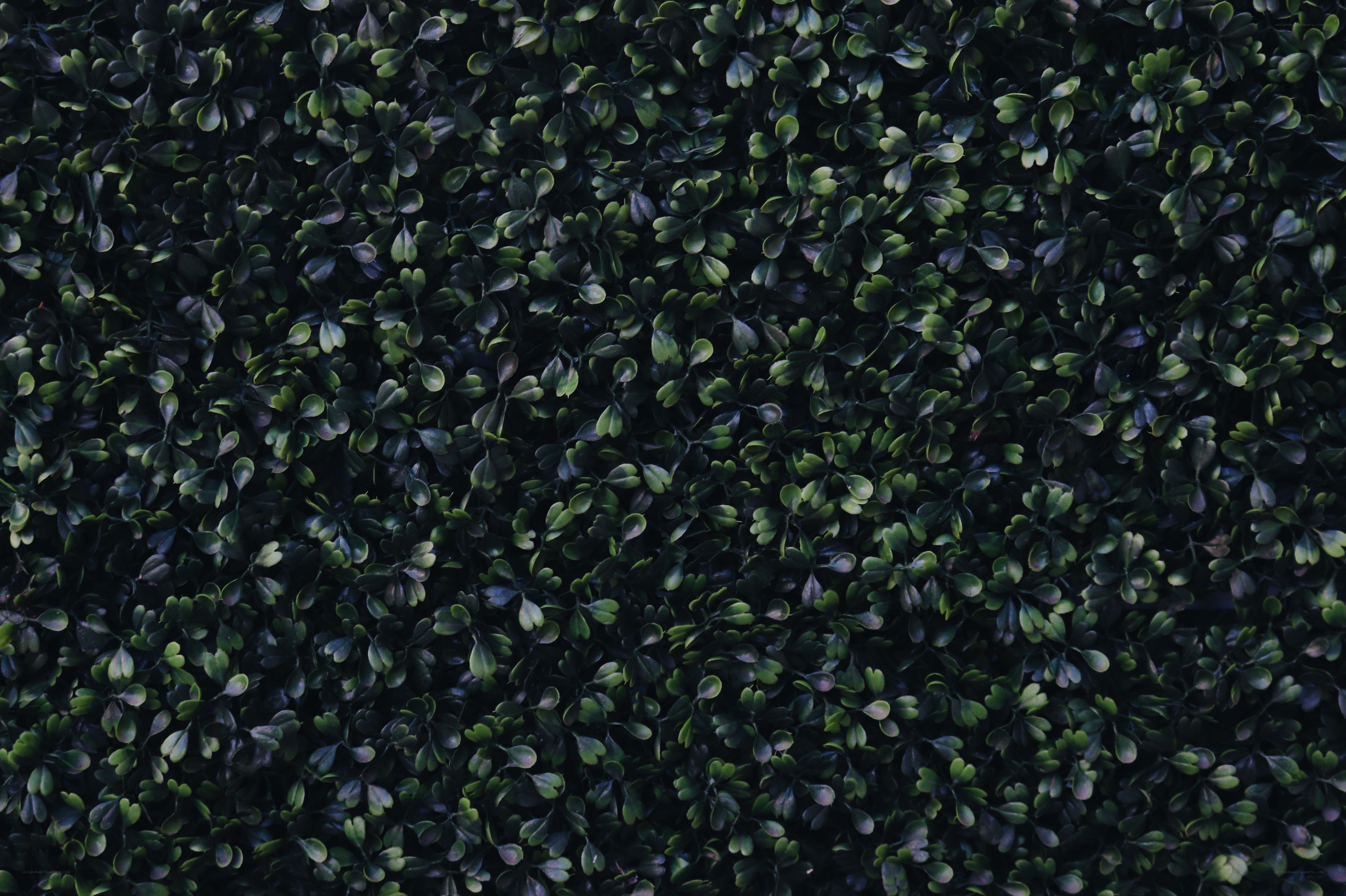 dense green foliage texture