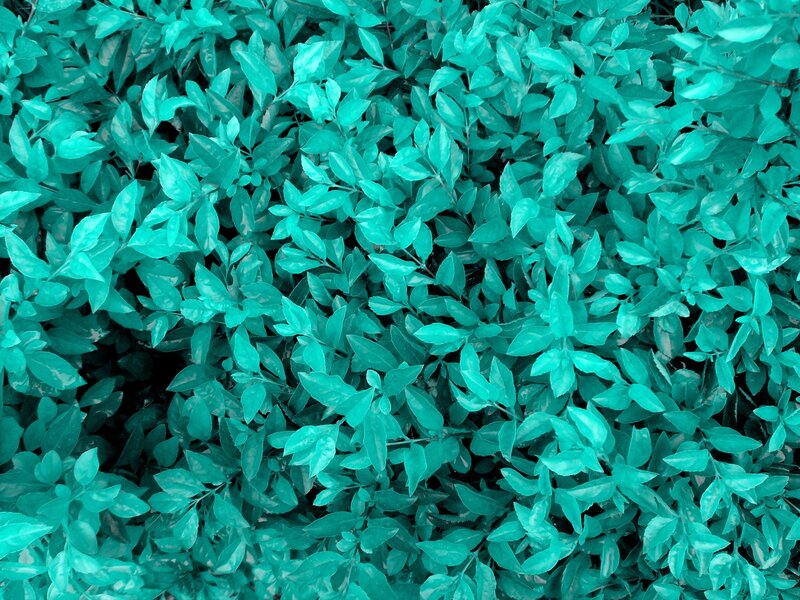 Dense Green Foliage