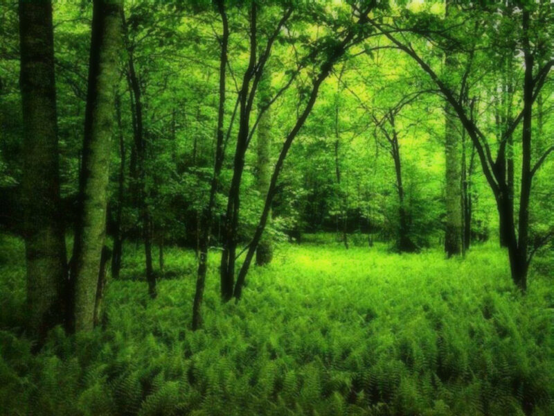 dense green forest