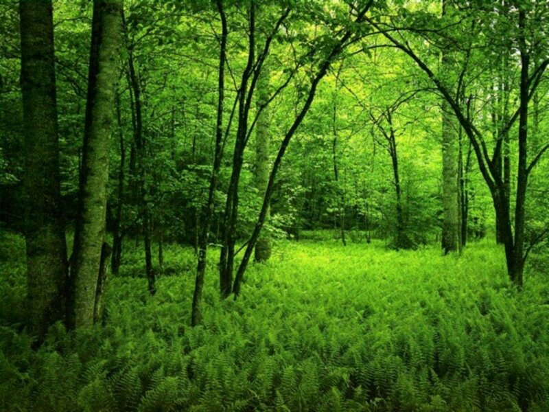 dense green forest