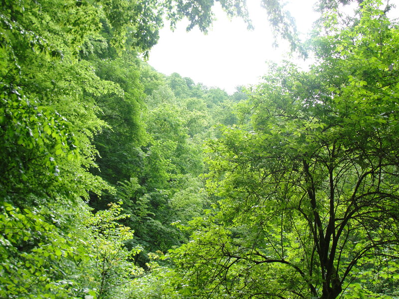 dense green forest canopy