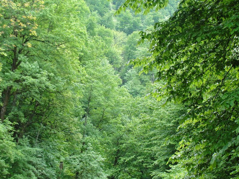 dense green forest canopy