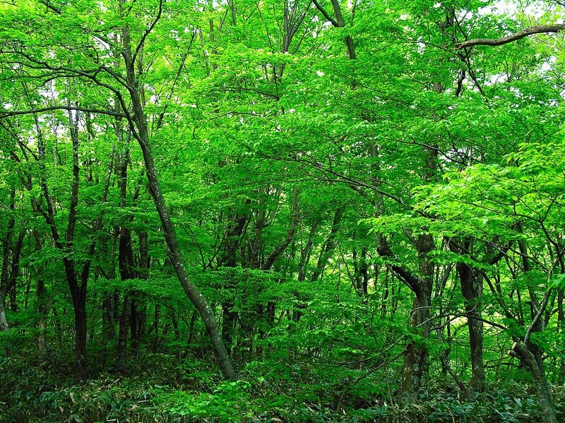 dense green forest canopy