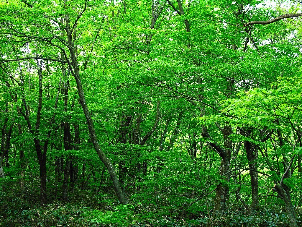 dense green forest canopy