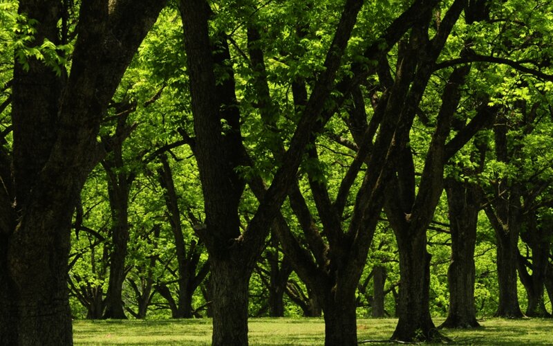 dense green forest canopy
