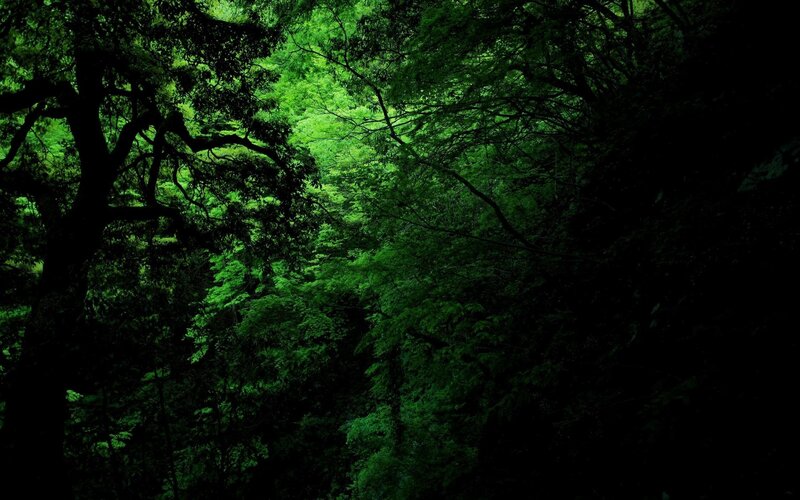 dense green forest canopy