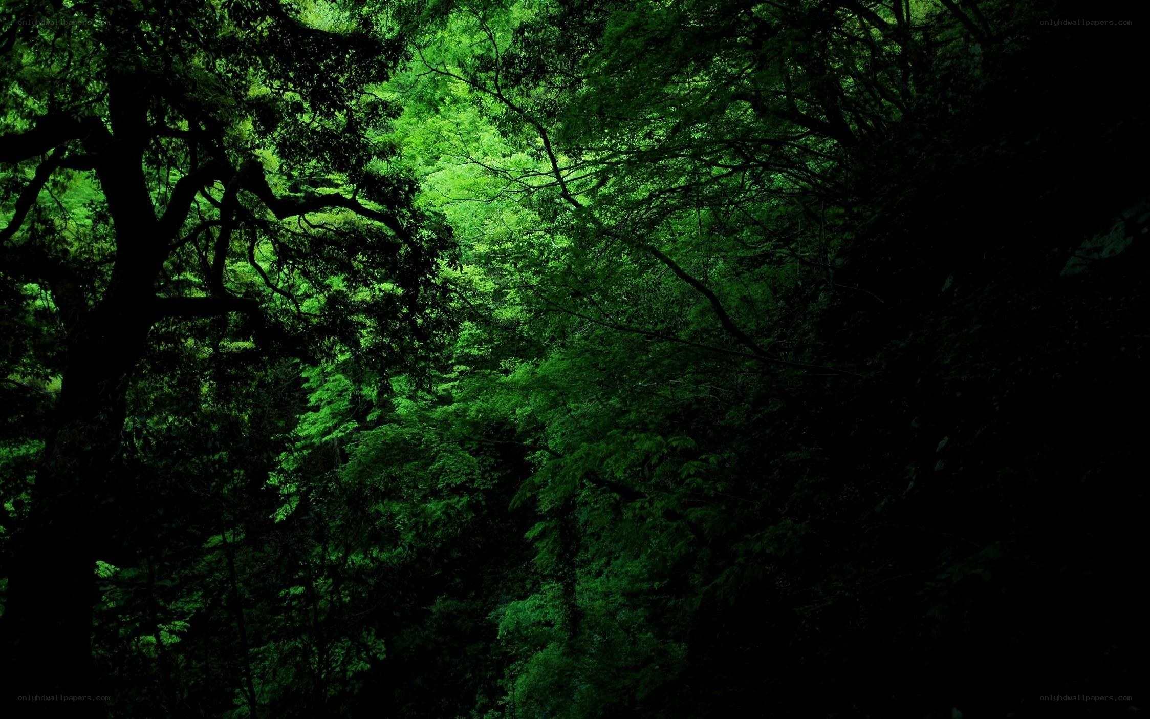 dense green forest canopy
