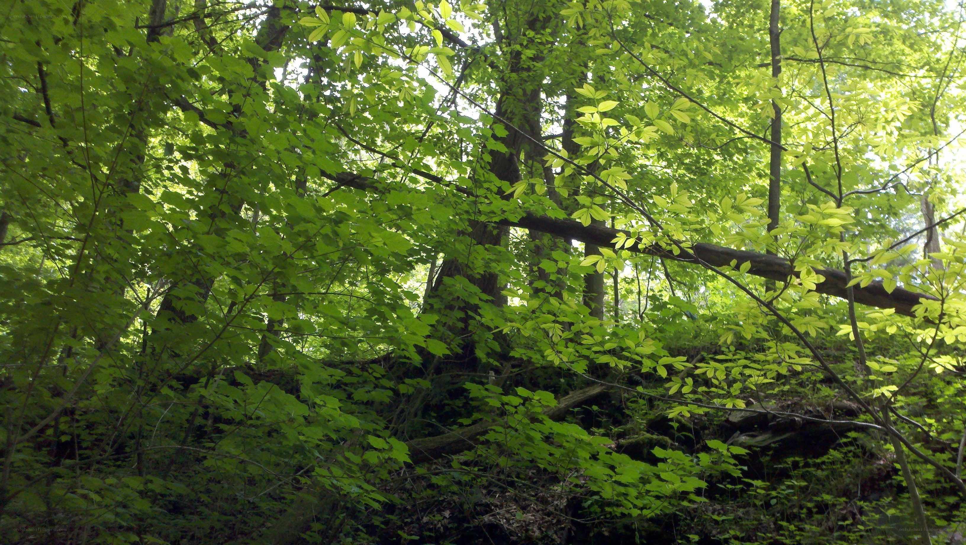 dense green forest canopy