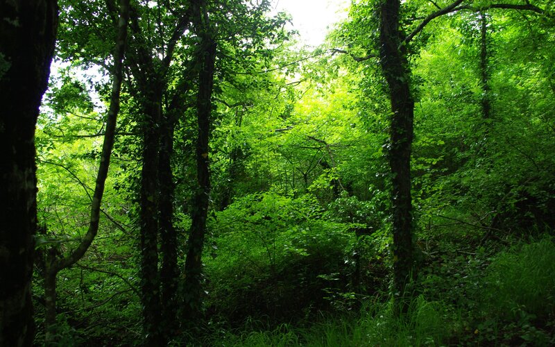 dense green forest canopy