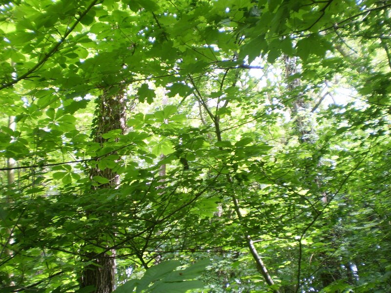 dense green forest canopy
