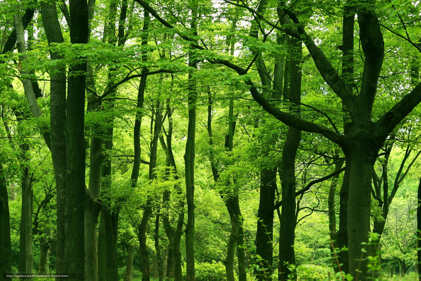 dense green forest canopy