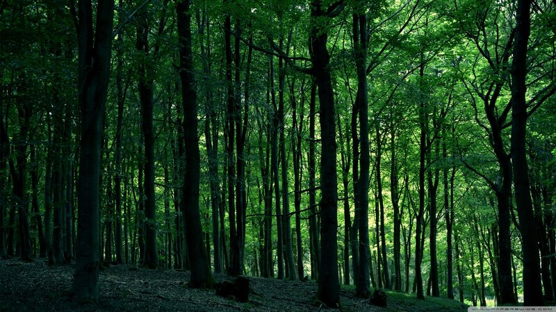Dense Green Forest — Dark, Afternoon