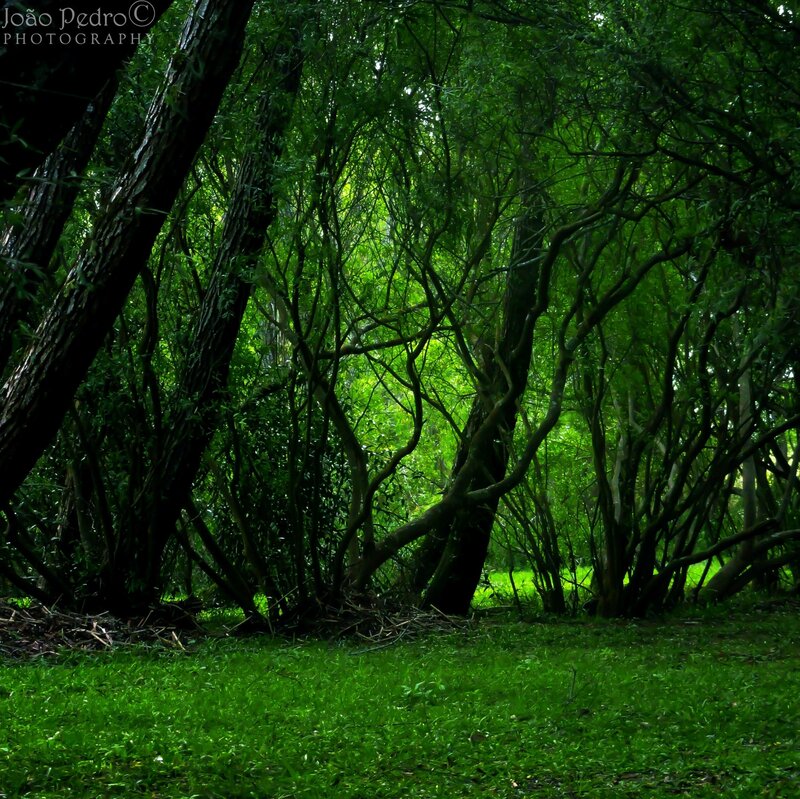 Dense Green Forest — Dark