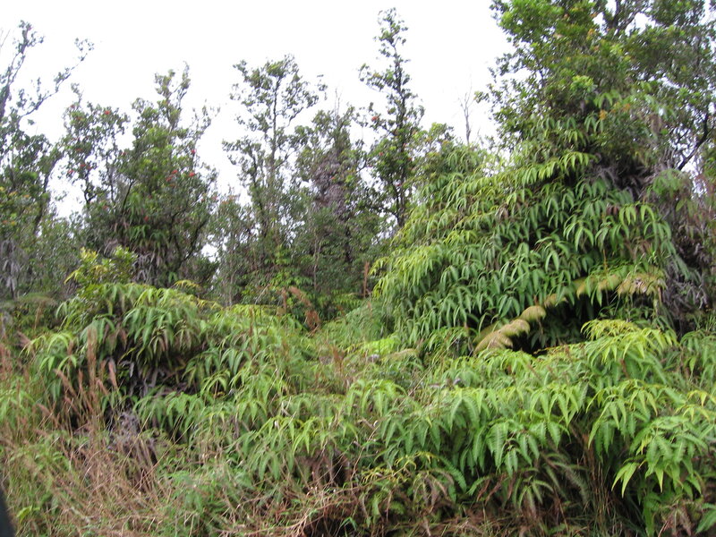 dense green forest foliage