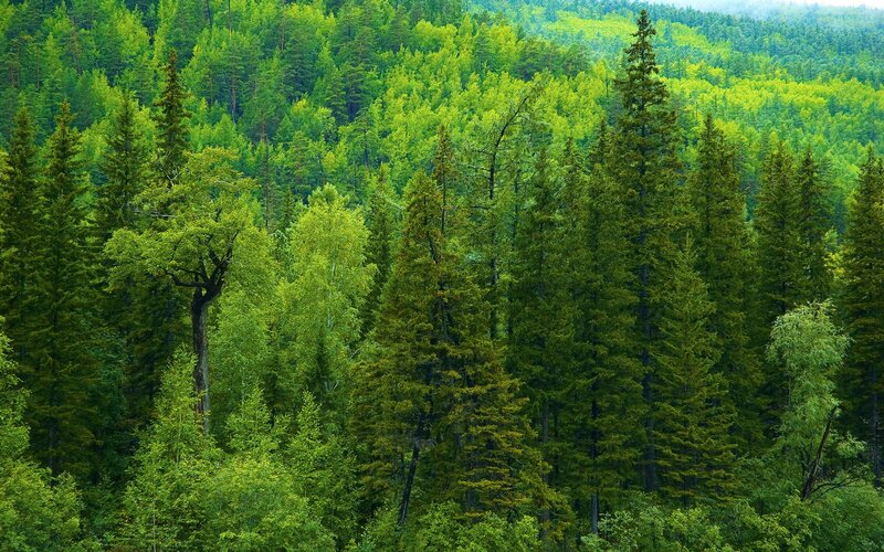 dense green forest landscape