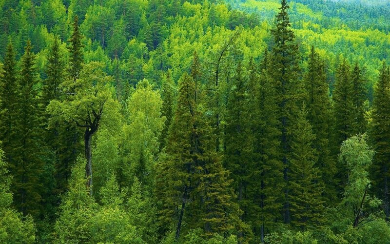 dense green forest landscape