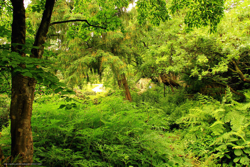 Dense Green Forest — Lush, Afternoon