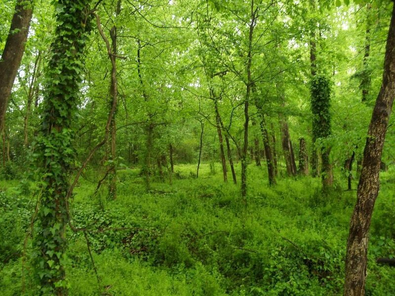 Dense Green Forest — Lush