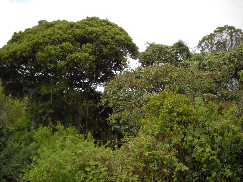 Dense Green Forest — Natural, Photograph