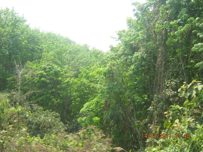 Dense Green Forest — Natural